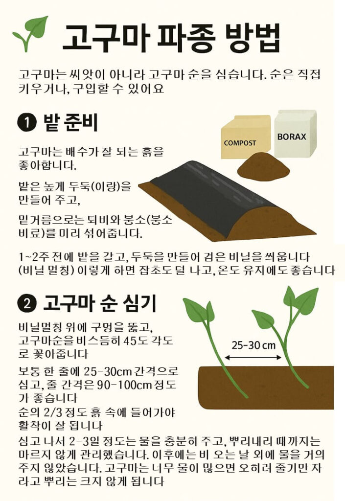 고구마파종 방법 인포그래픽