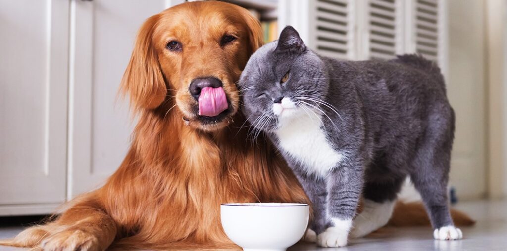 밥그릇 앞에 앉아있는 강아지와 고양이