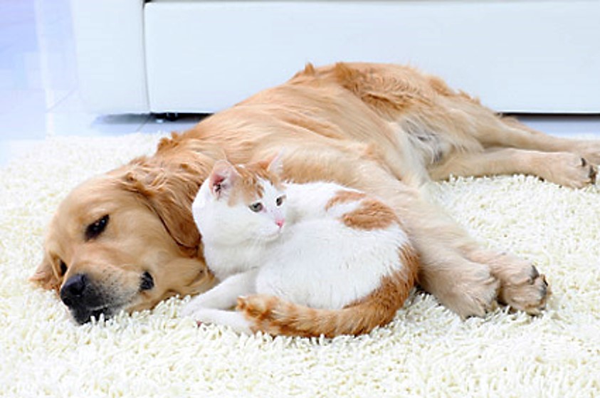 집안에서 누워있는 반려동물 강아지, 고양이