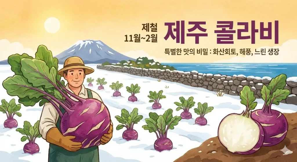 제철 제주콜라비