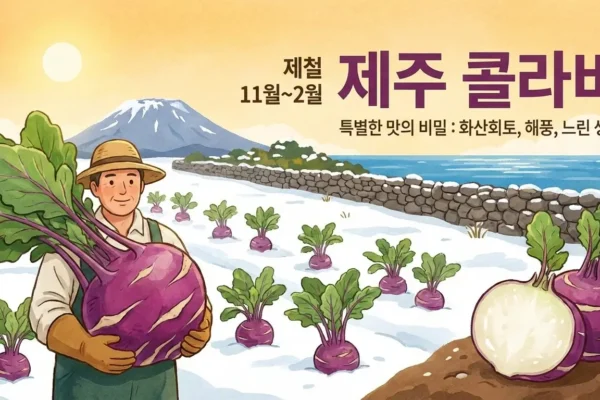 제철 제주콜라비