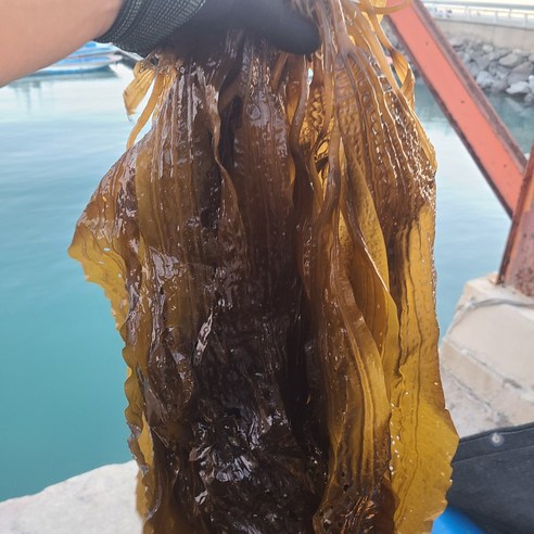 국내산 곰피 추천 초록수산 완도산 생곰피미역 쇠미역 2kg 이미지