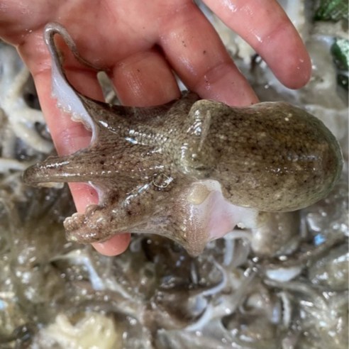 서해안 국산 생물 알배기 봄 쭈꾸미 1kg