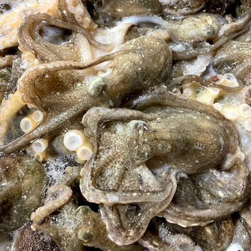 국내산 활 쭈꾸미 알배기 알쭈꾸미 1kg