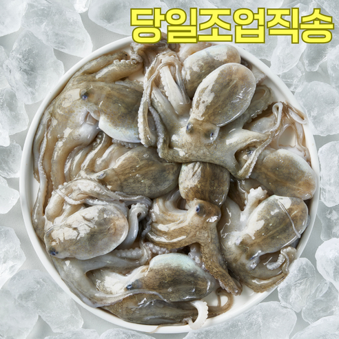 서해안 자연산 봄 제철 알배기 활쭈꾸미 1kg