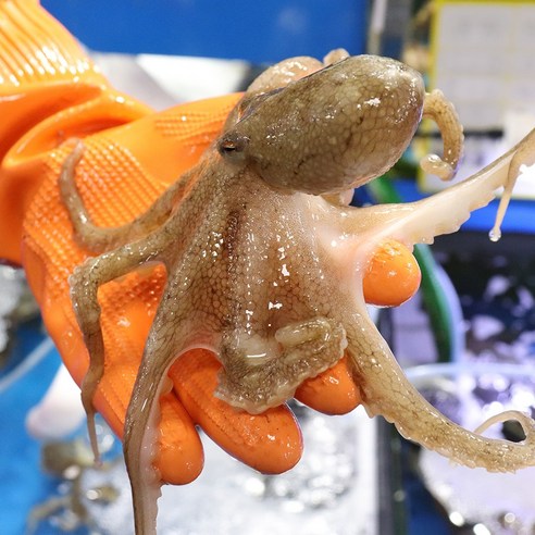 태안 활 쭈꾸미 알배기 급냉 1kg